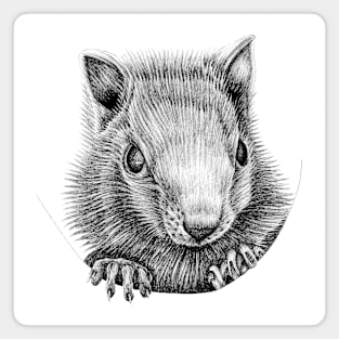 White chipmunk illustration Magnet